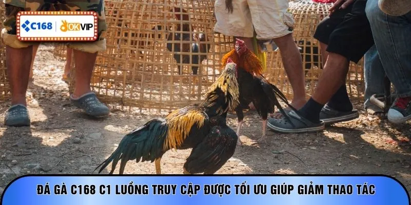 Đá gà C168 C1 luồng truy cập được tối ưu giúp giảm thao tác
